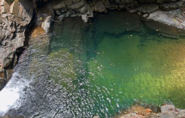 JUNGLE DREAMS FARM: WHERE NATURE MEETS SERENITY – 20 ACRES